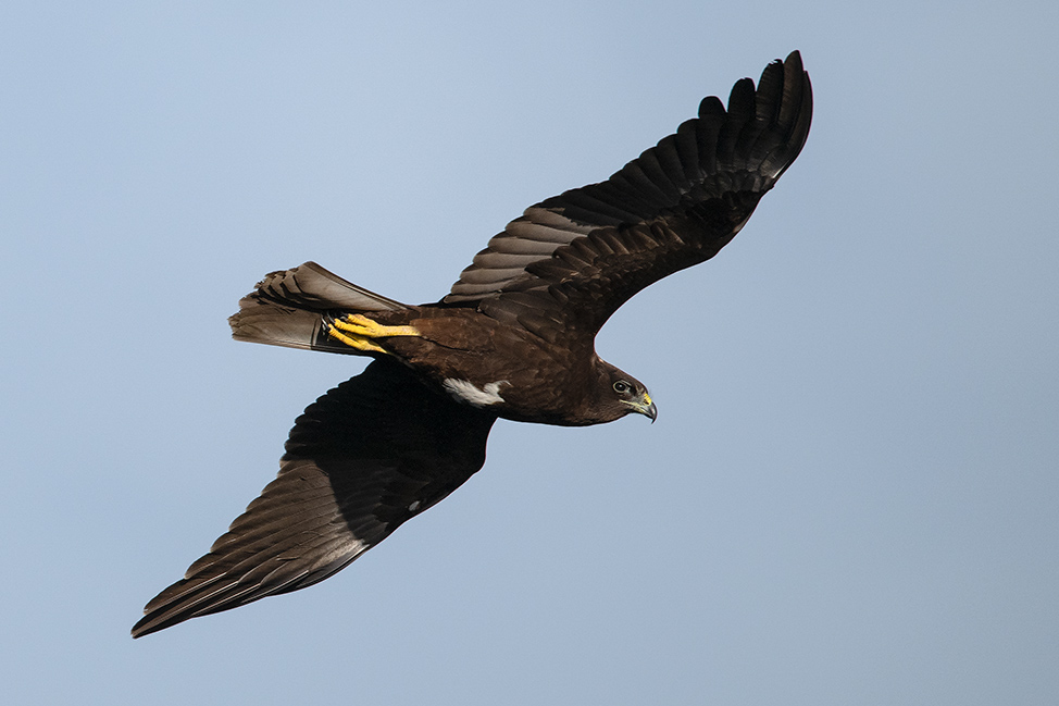 Falco